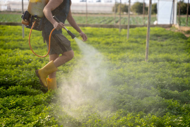 Best Affordable Pest Control Services  in Lockwood, MO
