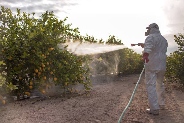 Best Ant Control Services  in Lockwood, MO
