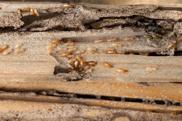 Best Bed Bug Extermination  in Lockwood, MO