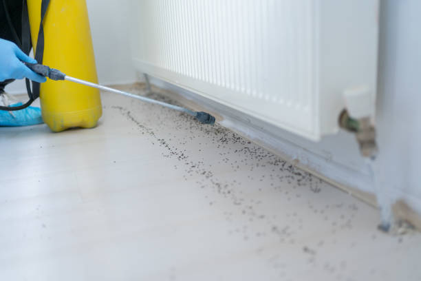 Best Termite Control Services  in Lockwood, MO